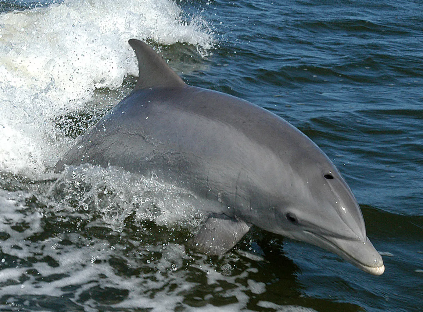 En flasknosdelfin bryter vattenytan i skummande vågor, med huvud, rygg och ryggfena ovanför ytan.