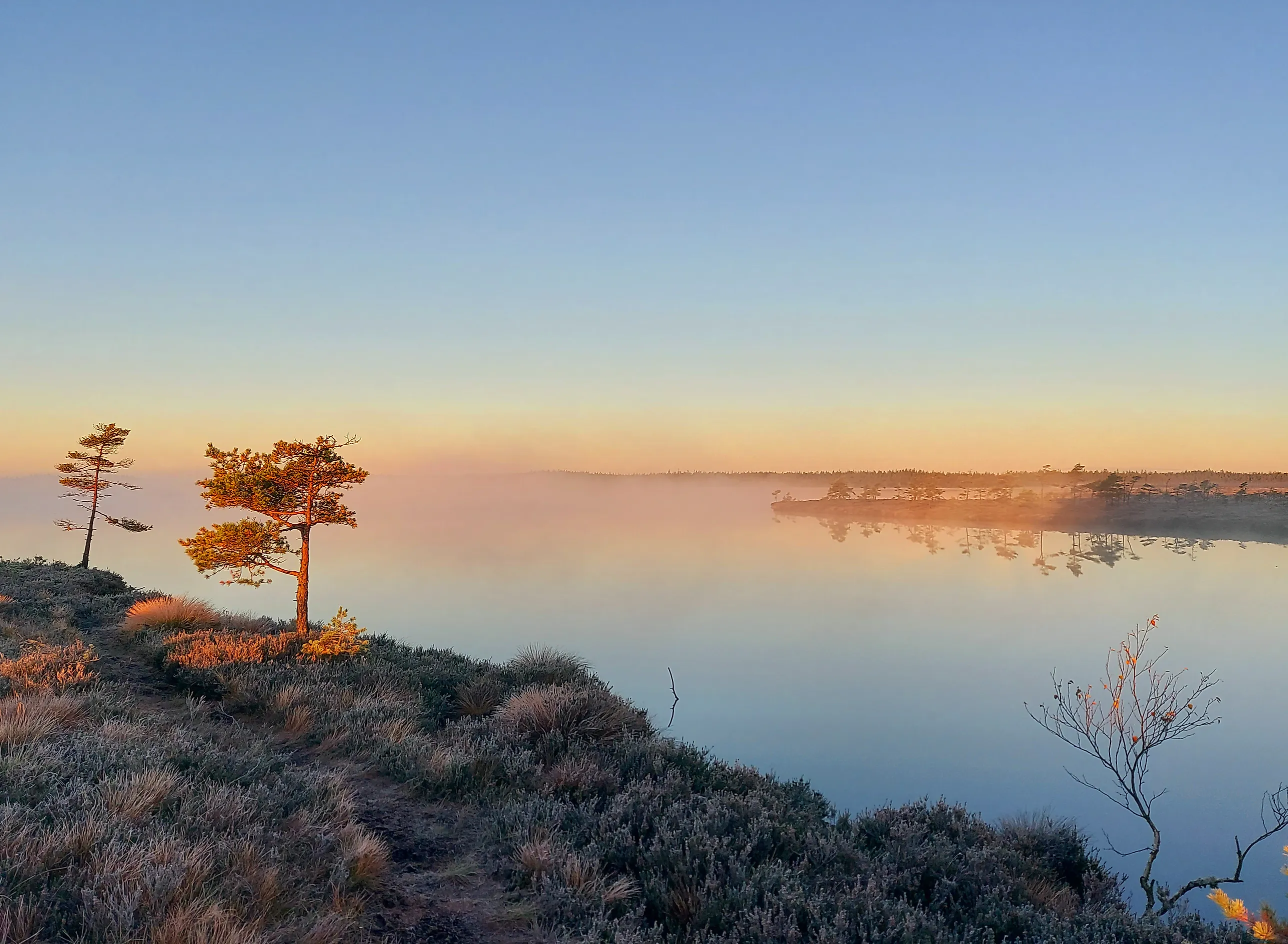 Spegelblank myrsjö i morgondimma, där soluppgången färgar två små tallar och frostig ljunghed i förgrunden orange under en klarblå himmel.